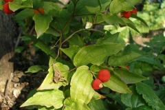 Disporum trachycarpum fruit (Rough Fairy Bells)