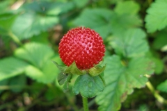 Duchesnea indica (Mock Strawberry)
