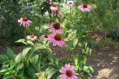 Echinacea purpurea 'Magnus' (Purple Coneflower)