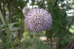 Echinops ritro (Globe Thistle)