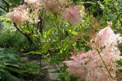 Filipendula rubra (Venusta Meadowsweet)