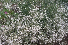 Gypsophila paniculata (Baby's Breath)