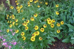Helenium hoopesii (Helen's Flower)