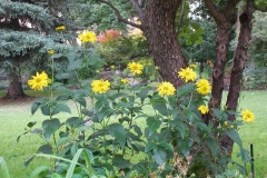 Heliopsis helianthoides (False Sunflower)