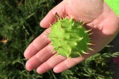 Horse Chestnut -DMD