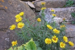 Inula ensifolia