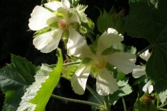 Kitaibela vitifolia (Russian Hollyhock)