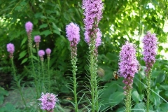 Liatris spicata (Gay Feather)