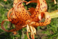 Lilium lancifolium 'Flore Pleno' (Tiger Lily)