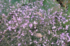 Limonium latifolium (Sea Lavendar)