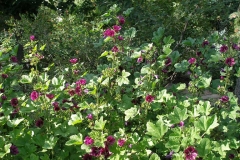 Malva sylvestris (Striped Mallow)