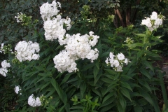 Phlox paniculata 'David' (Garden Phlox)
