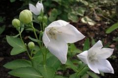 Platycodon grandiflorum (Balloon Flower)