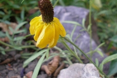 Ratibida columnifera (Prairie Coneflower)