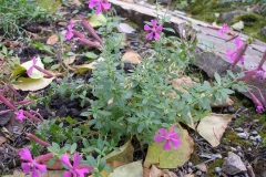 Silene schafta [Moss Campion]