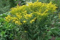 Solidago x 'Crown of Rays' (Goldenrod)