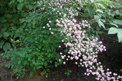 Thalictrum delavayii (Hewlitts Double Meadowrue)