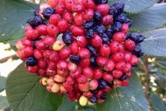 Viburnum lantana (Wayfaring Tree) -DMD