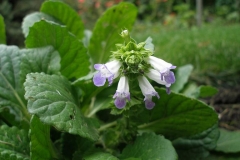 Wulfenia carthiniaca