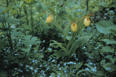 REEDDA~1