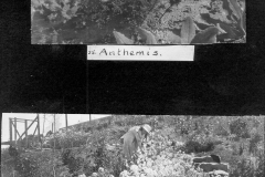 Anthemis and Sweet Rocket