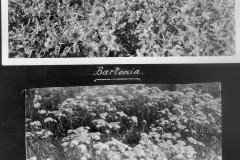 Bartonia and Achillaea in Garden