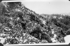 Close-up of Garden