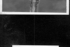 Fritillaria and Trillium