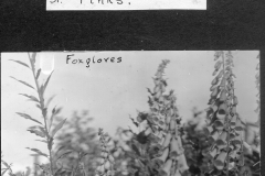 Pinks and Foxgloves