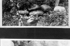 Plants in the garden up close #1