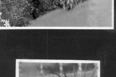 Plants in the garden up close #2