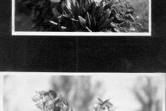 Primula and Pulmonaria