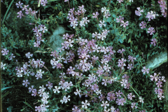 Reader #98 Silene schafta (f9 1sec deep shade 11am aug31