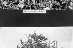 Roses and Lilies from garden