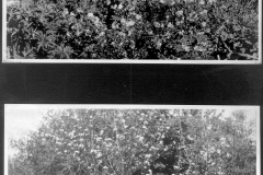 Trees and shrubs in bloom