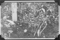Veratrum viride