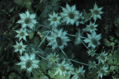 reader #100 Eryngium giganteum(f6.3 120 5pm aug20)