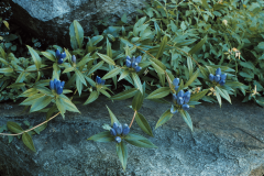 reader #99 Gentiana andrewsii (deep shadow f9 )