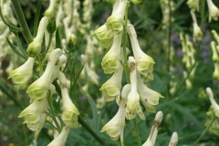 Aconitum lycoctonum ssp. vulparia (Monkshood)