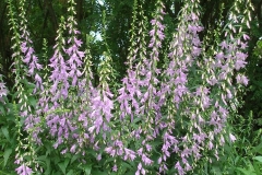 Adenophora liliifolia (Ladybells)