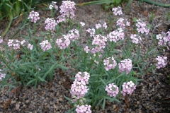 Aethionema armenum (Stonecress)