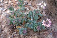 Aethionema grandiflorum (Stonecress)