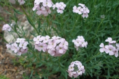 Aethionema schistosum (Stonecress)