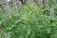 Agastache foeniculum 'Blue Fortune' (Hyssop)