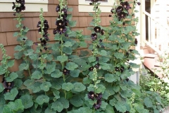 Alcea rosea (Nigra hollyhock)