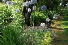 Allium caeruleum