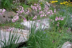 Allium cernuum (Nodding Onion)