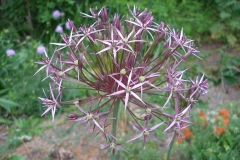 Allium christophii