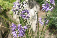 Allium cyaneum
