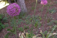 Allium giganteum